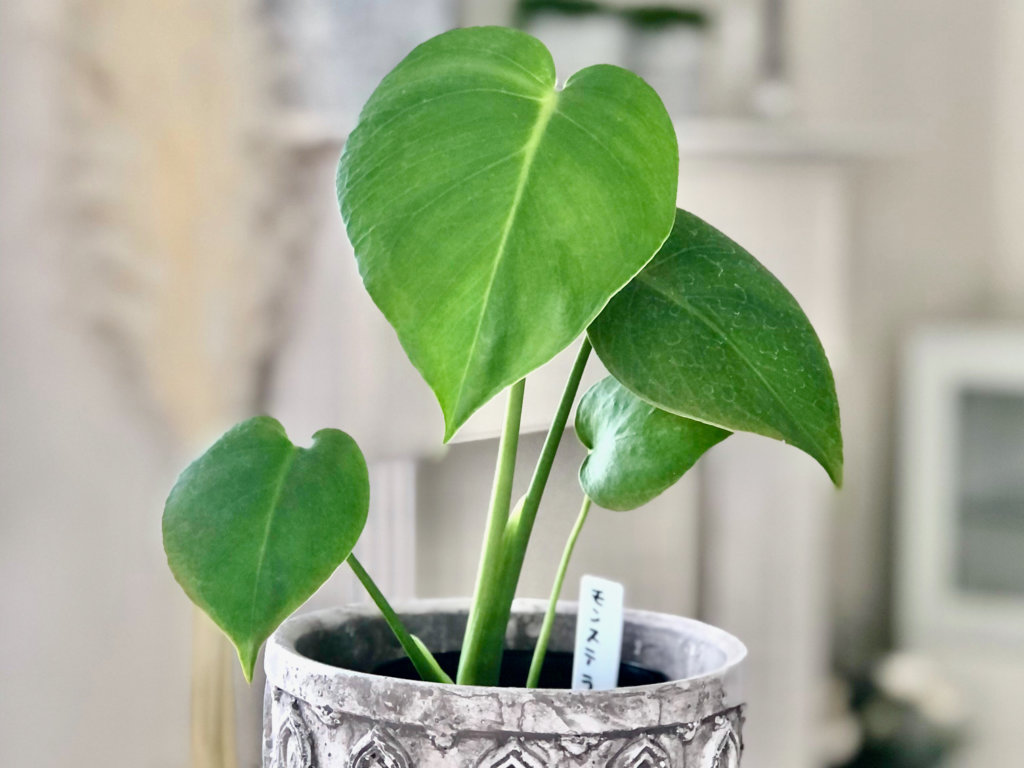 モンステラ　穴や切れ込みが入らない