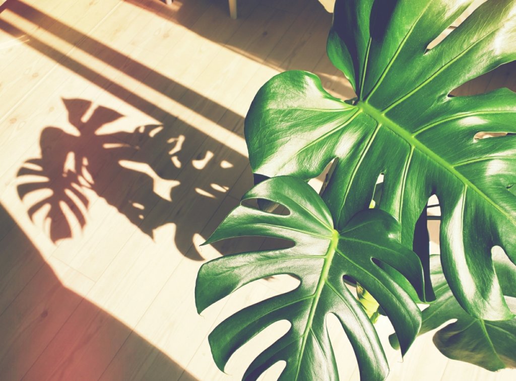 モンステラ　日当たりがいい場所
