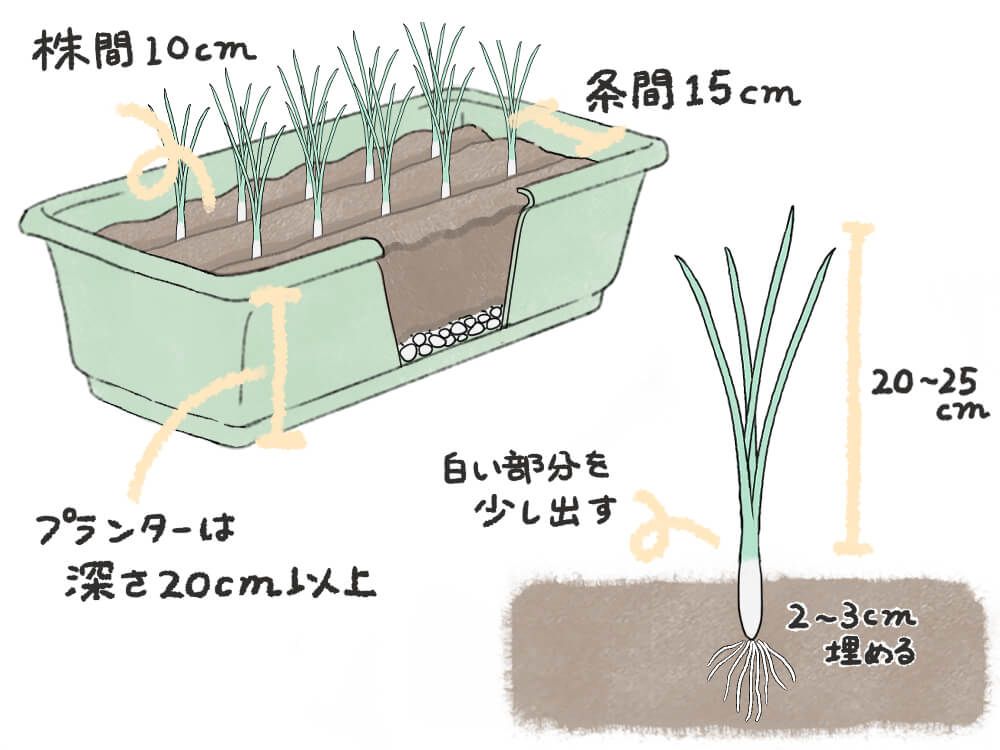 玉ねぎ 苗の植え付け プランター　イラスト