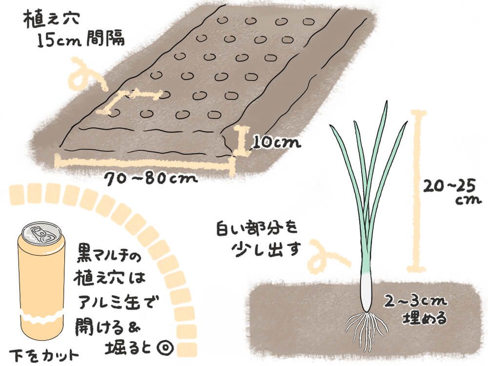 玉ねぎ 苗の植え付け 畑　畝　イラスト