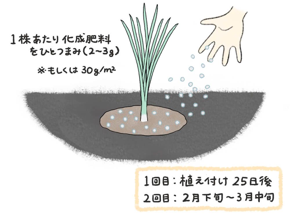 玉ねぎ　肥料 与え方　イラスト