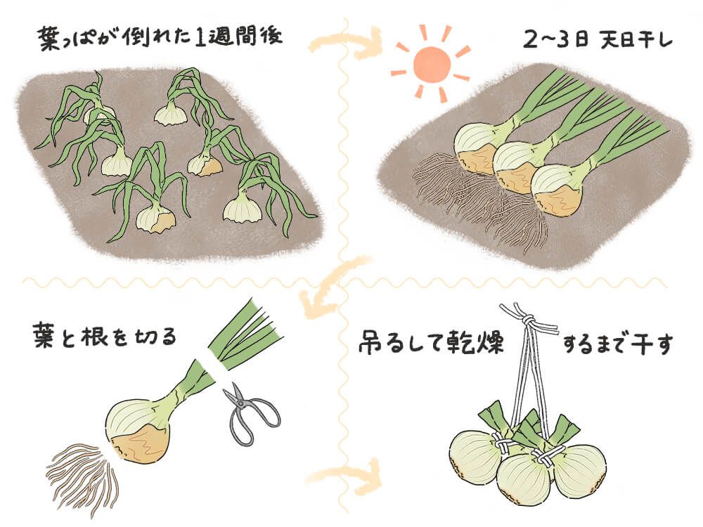 タマネギ　苗 収穫 乾燥 吊るし　イラスト