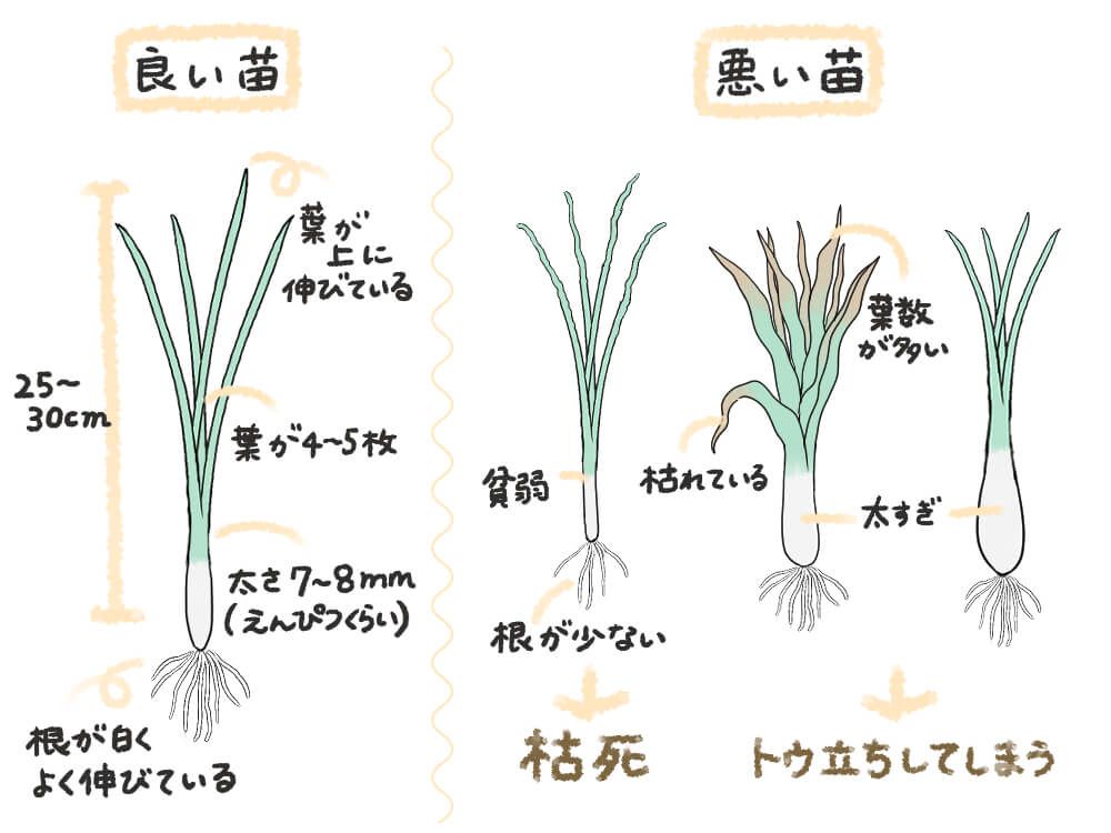 玉ねぎ 苗 選び方　イラスト