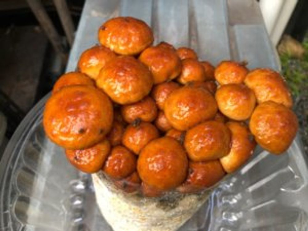 栽培キット　なめこ