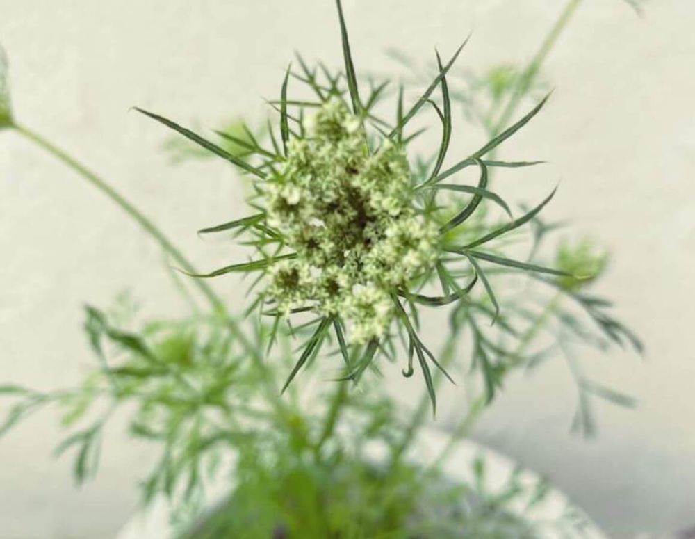 ニンジン　種類　産地　大塚ニンジン