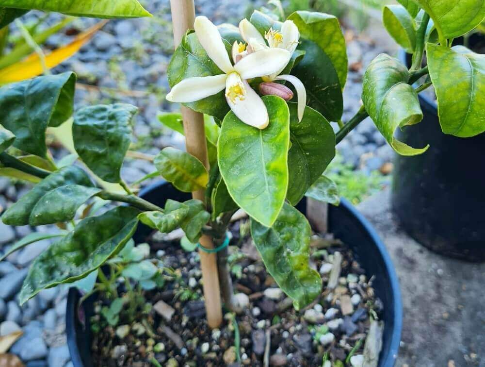 レモンの花