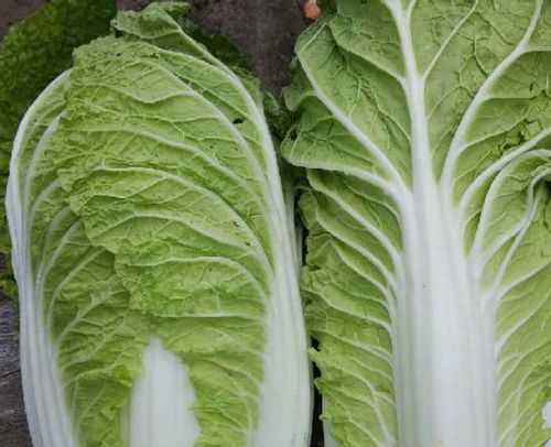 白菜 ハクサイ の虫 ヨトウムシ アブラムシの予防や対策は Greensnap グリーンスナップ