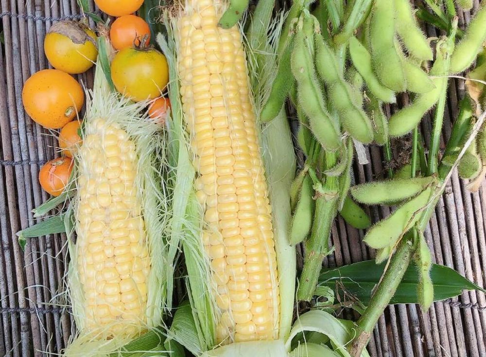 トウモロコシ