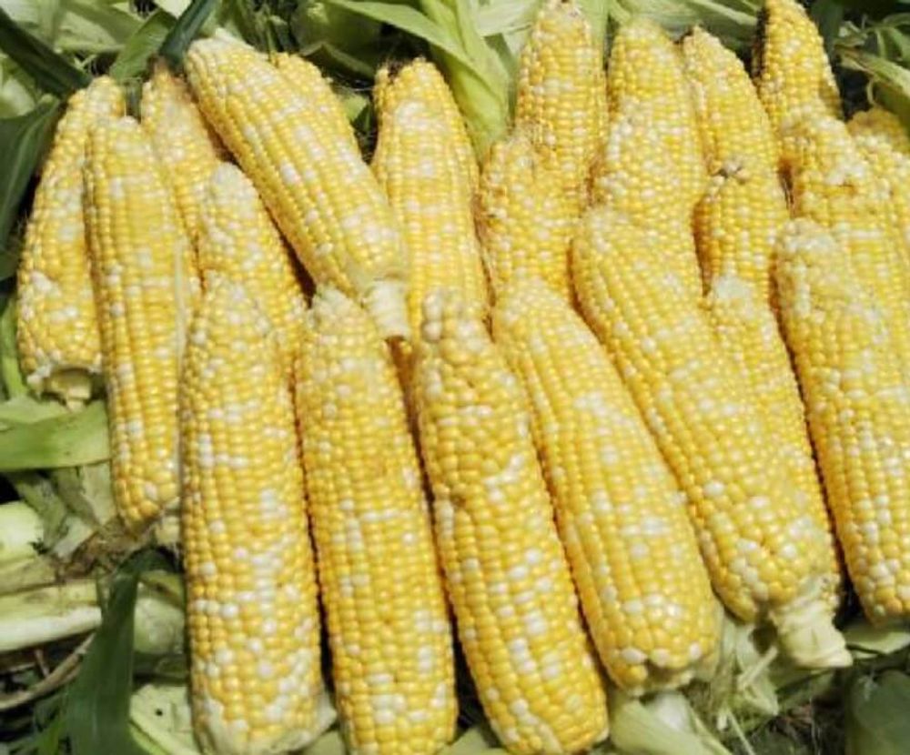 トウモロコシ