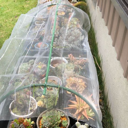 寒冷紗の使い方 100円ショップで手に入る 色は黒が良い Greensnap グリーンスナップ