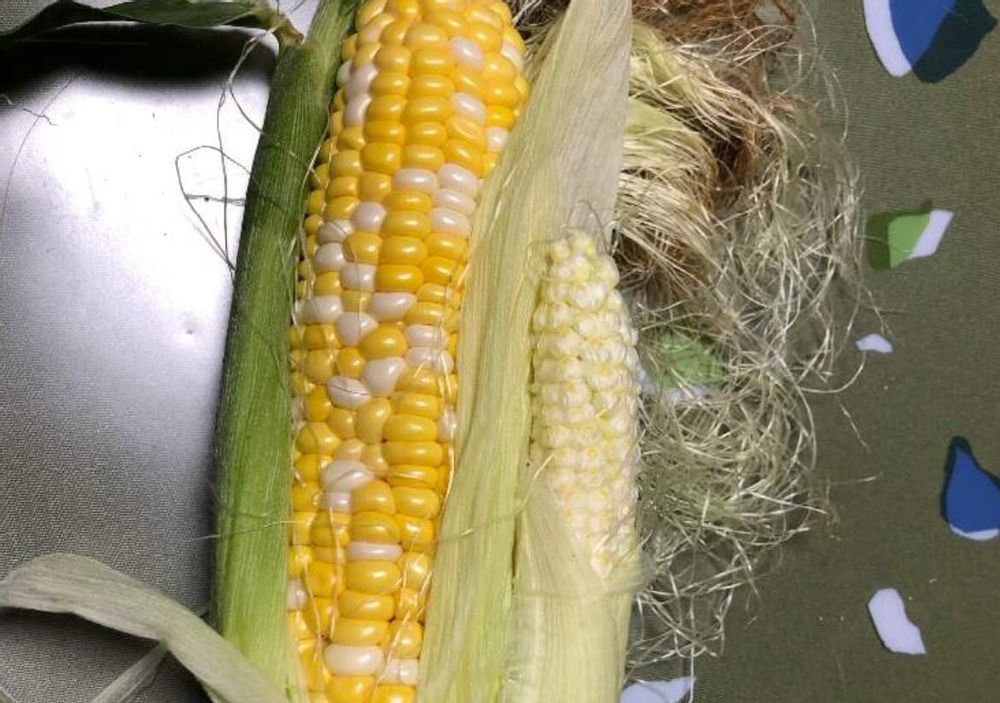 トウモロコシ