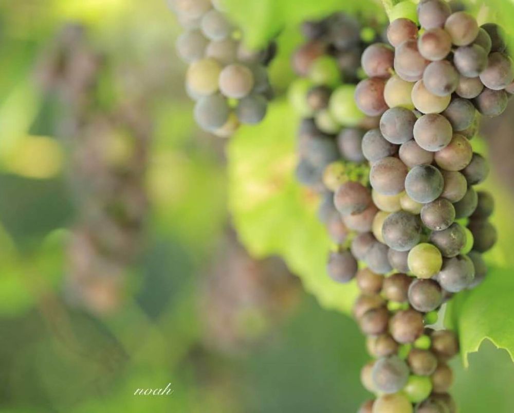 ぶどう