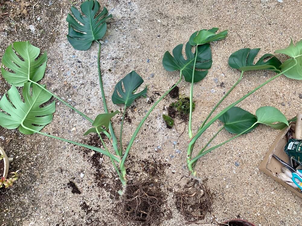 モンステラの植え替え 時期はいつ 土や鉢の選び方は 根っこは切るべき Greensnap グリーンスナップ