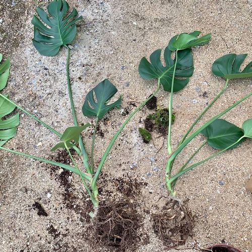 モンステラの植え替え 時期はいつ 土や鉢はどれがいい 根っこは切るべき Greensnap グリーンスナップ