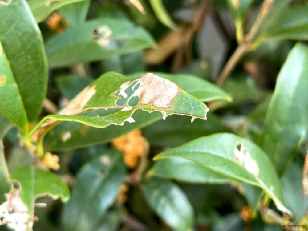 キンモクセイ 金木犀 病害虫被害