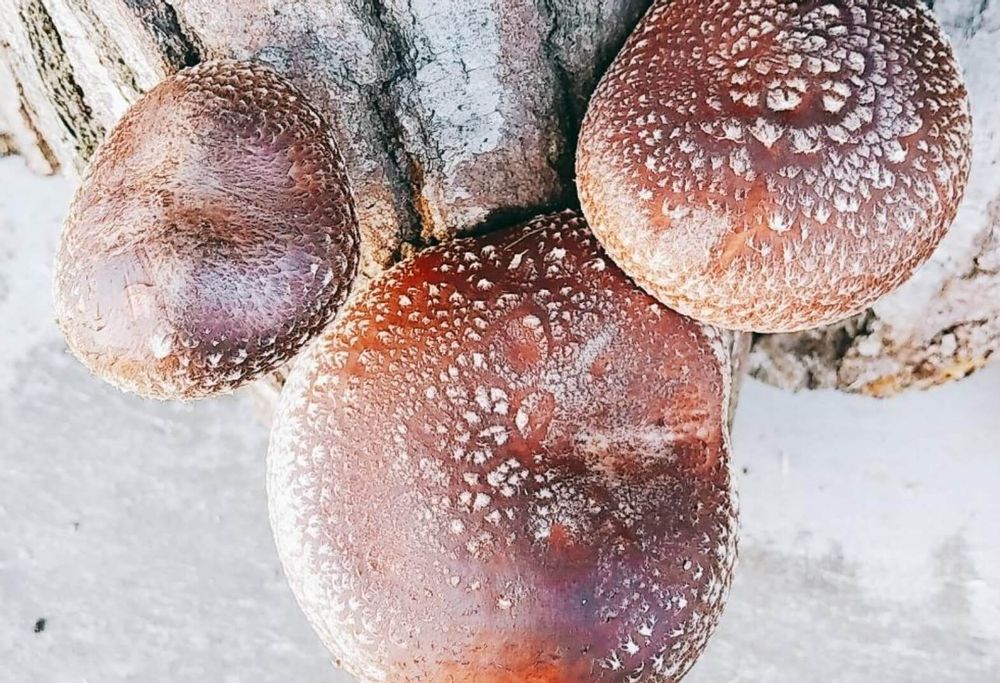 シイタケ　害虫