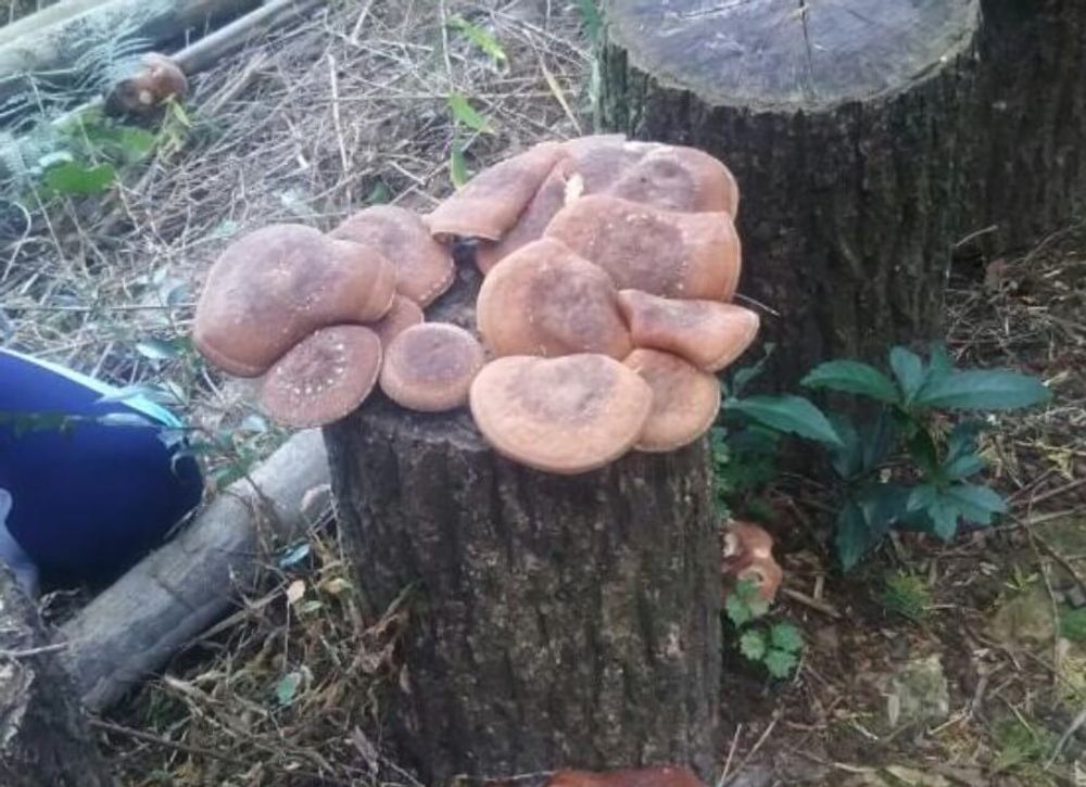 しいたけ　害虫