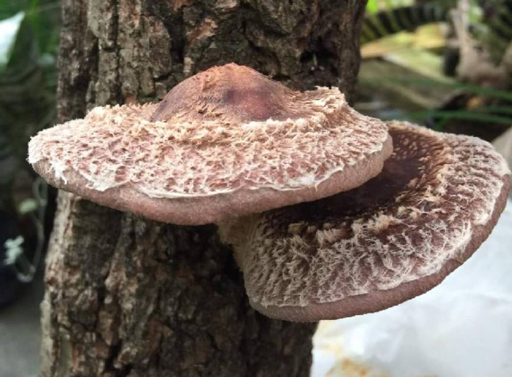 シイタケ　害虫