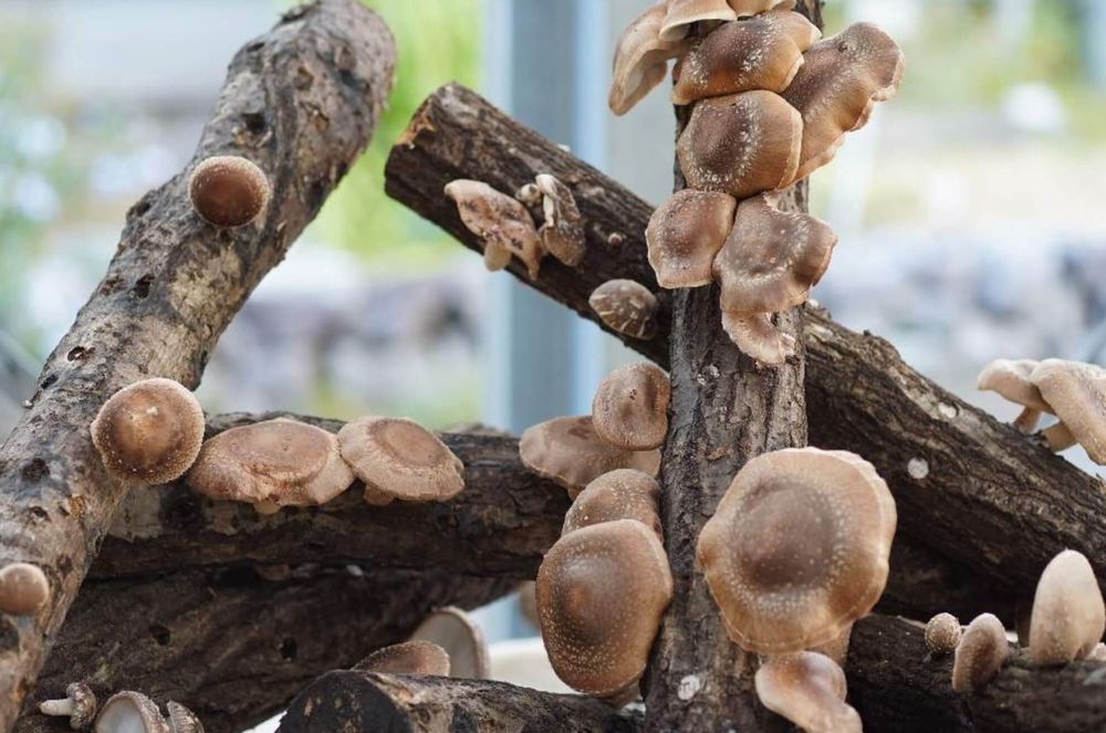 シイタケ　害虫