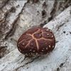 しいたけの虫｜種類や症状、予防や対策は？の画像