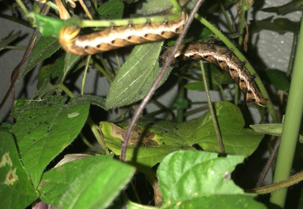 レタス　害虫　ヨトウムシ