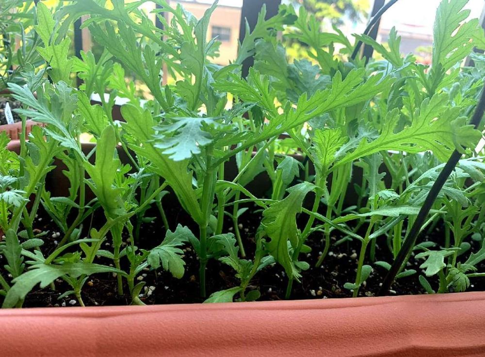 春菊　栄養　プランター　ベランダ菜園