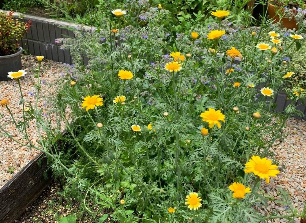 春菊　栄養　地植え