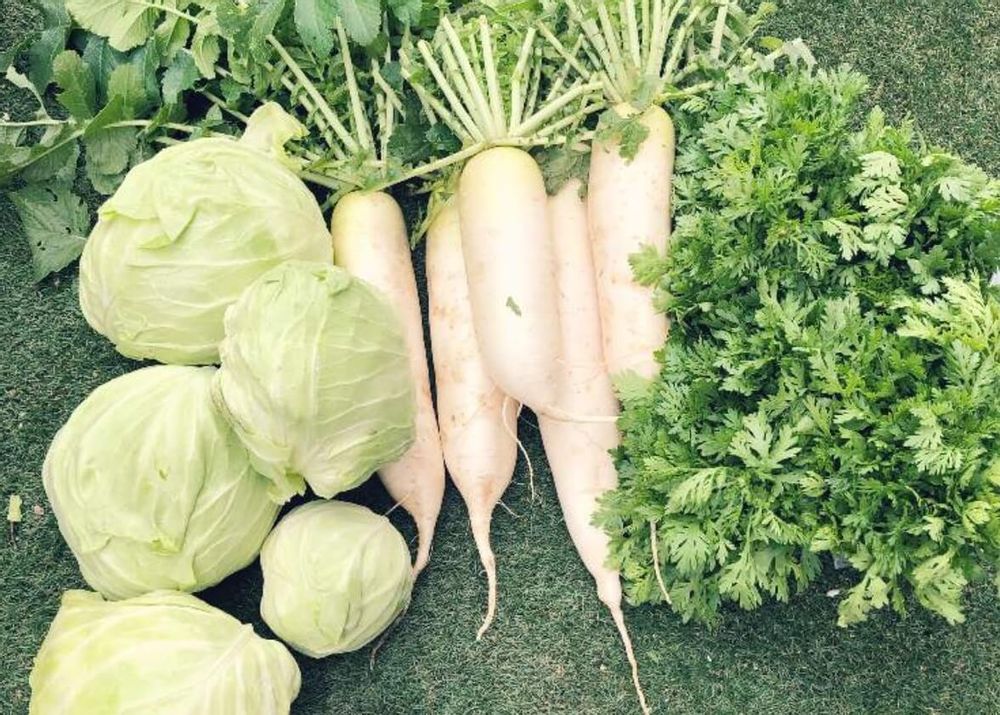 春菊　栄養　収穫