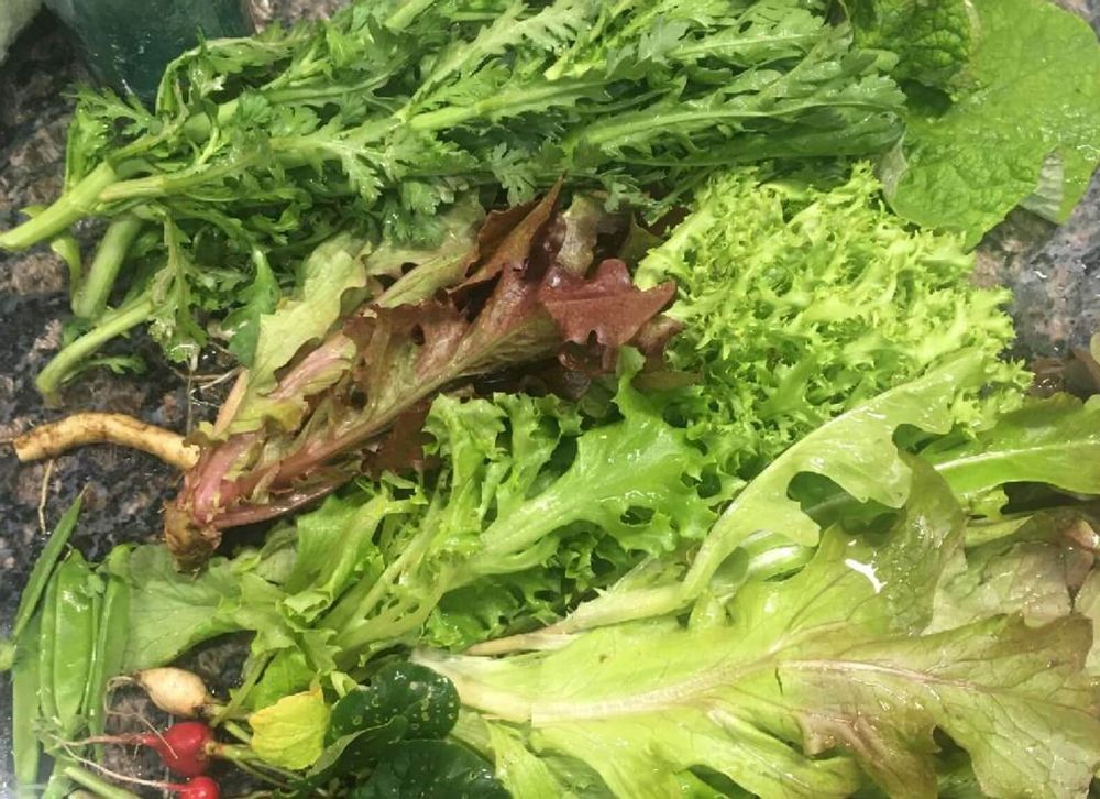 春菊　栄養　収穫