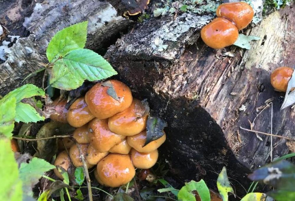 なめこ　栄養　原木