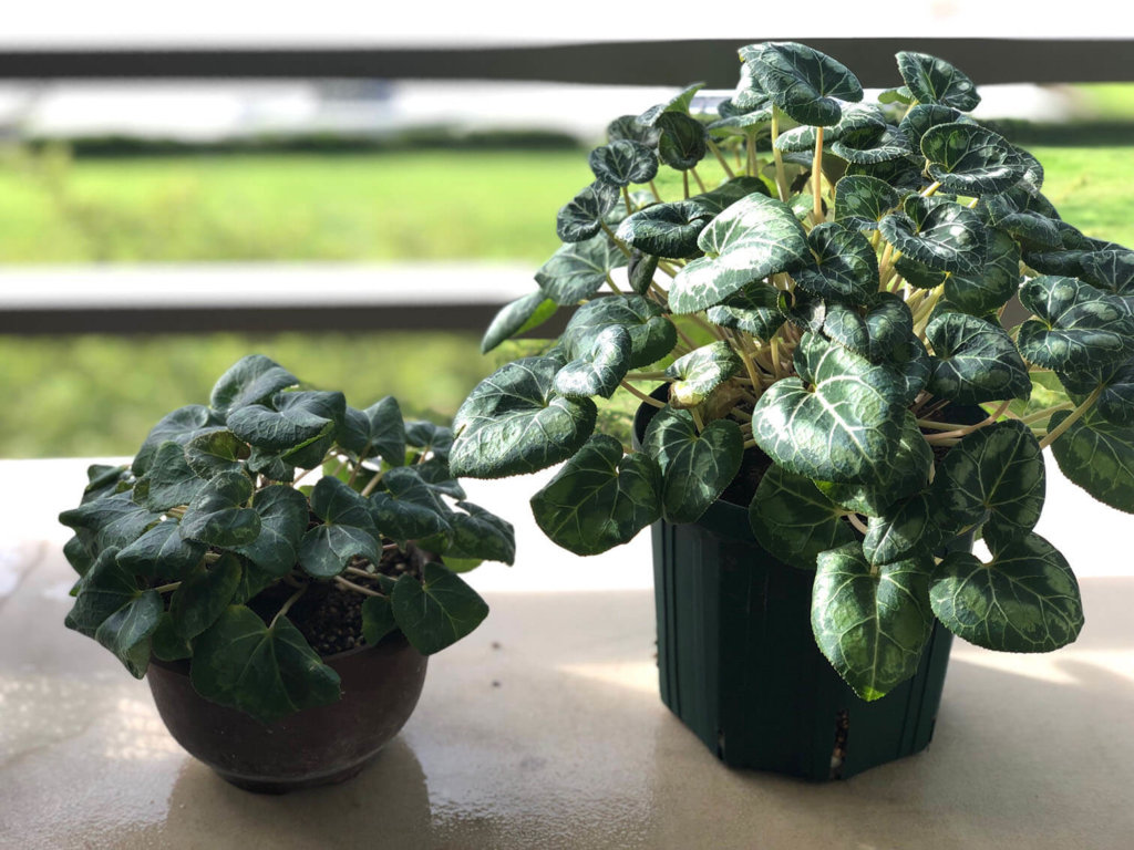 シクラメン　植え替え