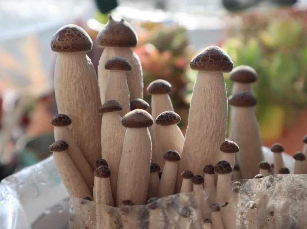 ぶなしめじ　栄養