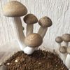 ぶなしめじの栄養｜効果・効能や旬の時期、選び方や保存方法は？の画像