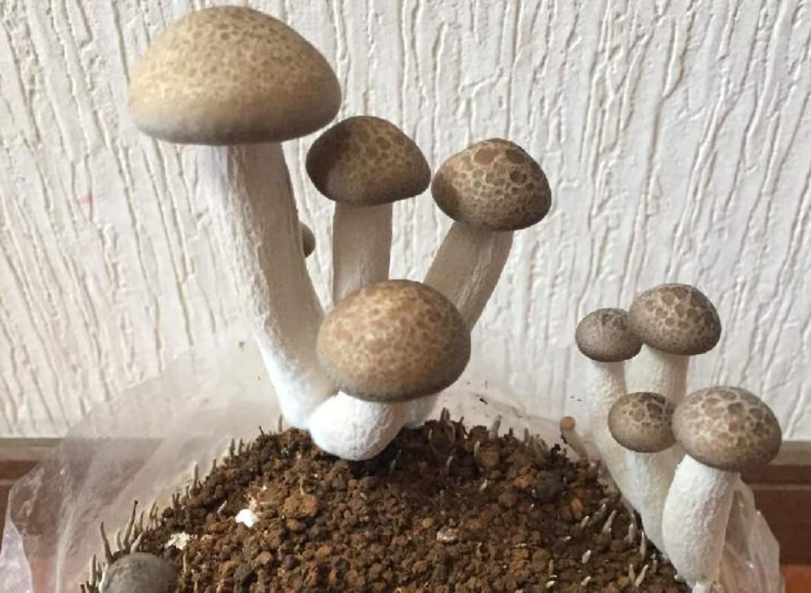 ぶなしめじの栄養 効果 効能や旬の時期 選び方や保存方法は Greensnap グリーンスナップ