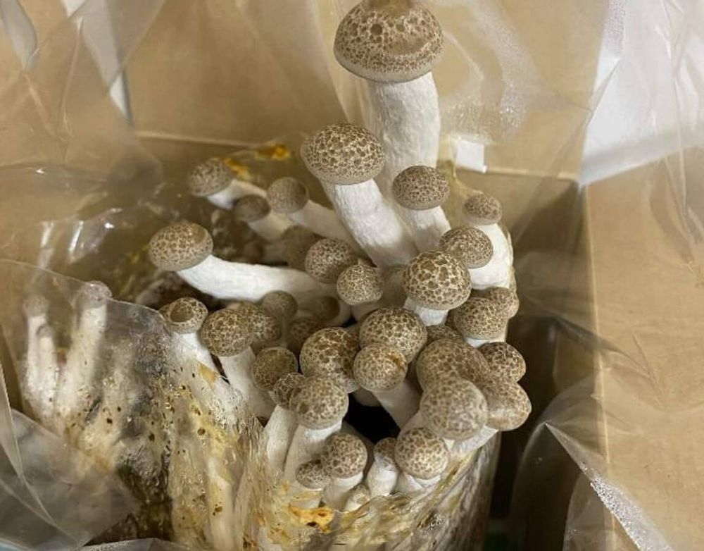 ぶなしめじ　栄養