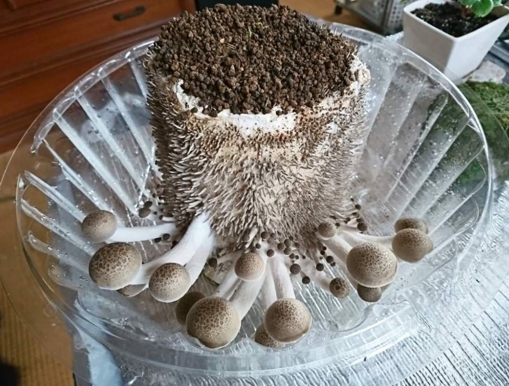 ぶなしめじ　栄養　栽培中