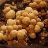 えのきの栄養｜効果・効能や旬の時期、選び方や保存方法は？の画像