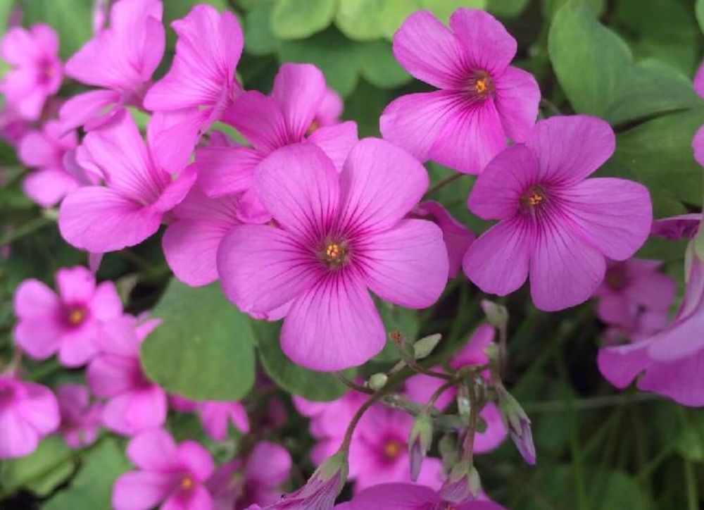 オキザリス　トリアングラリス　ピンク