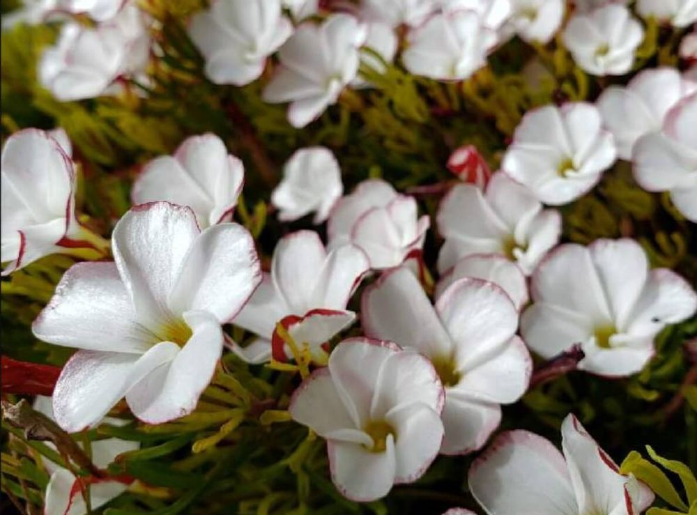 オキザリス　パーシーカラー　白