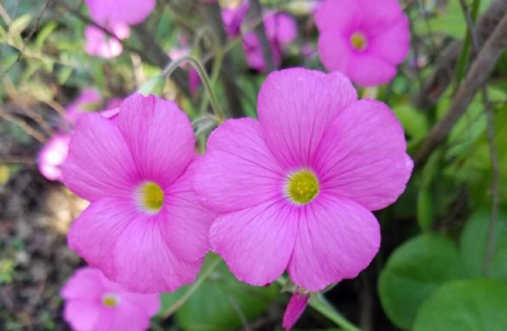 オキザリス　ボーウィー　ハナカタバミ　ピンク