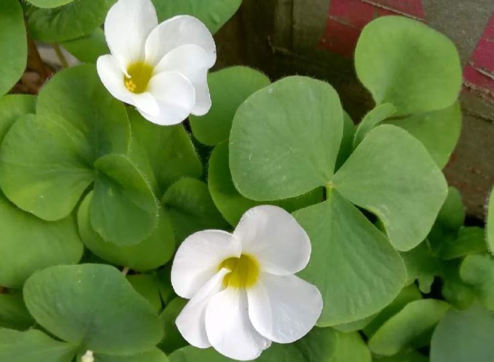 オキザリス　プルプレア　白