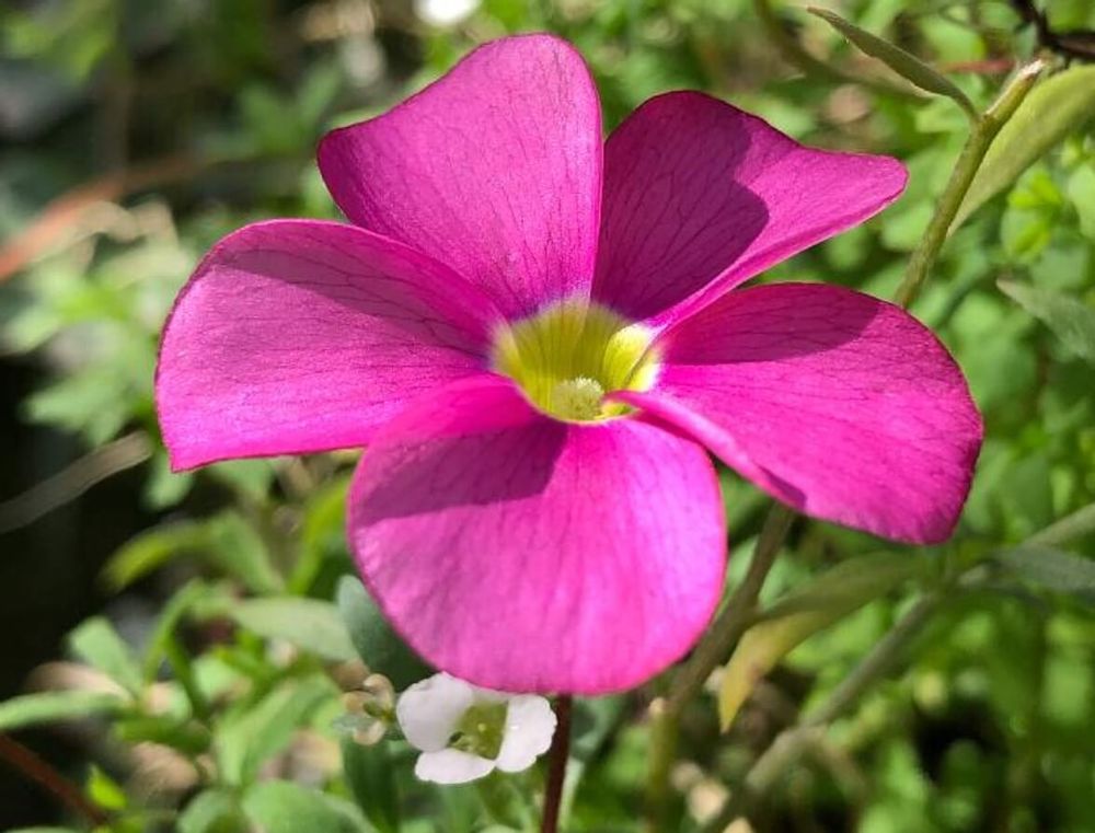 オキザリス　桃の輝き　ピンク