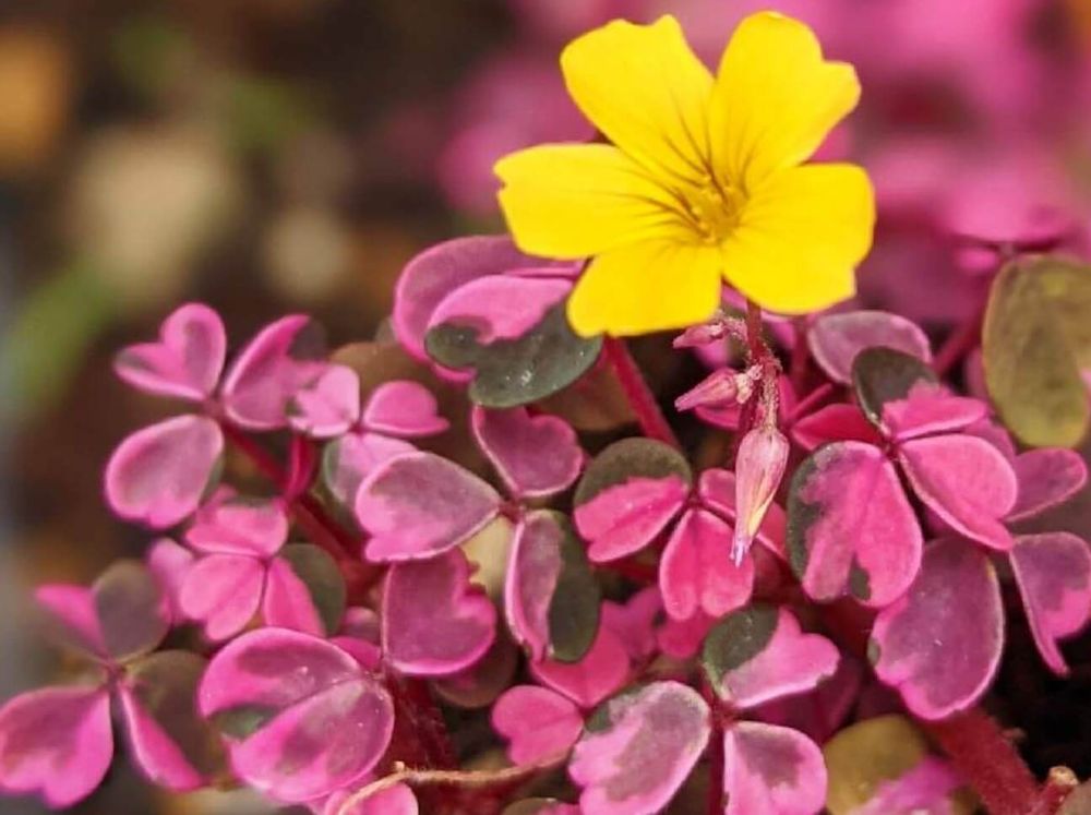 オキザリス　雅　黄色