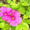 オキザリスの種類｜ピンクや白色の花色もある？人気品種はどれ？の画像