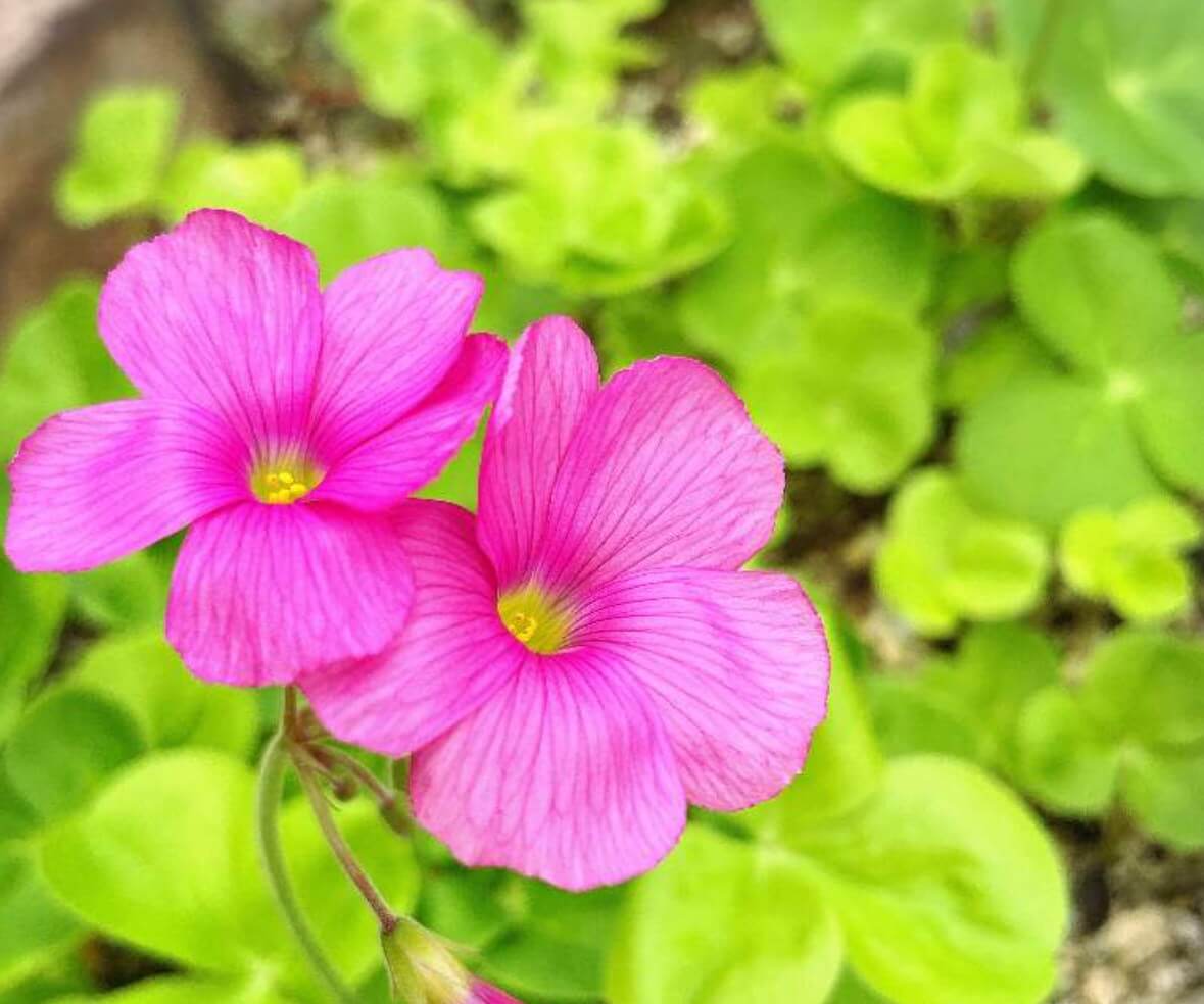 花音様 専用 オキザリス 球根 - 植物/観葉植物