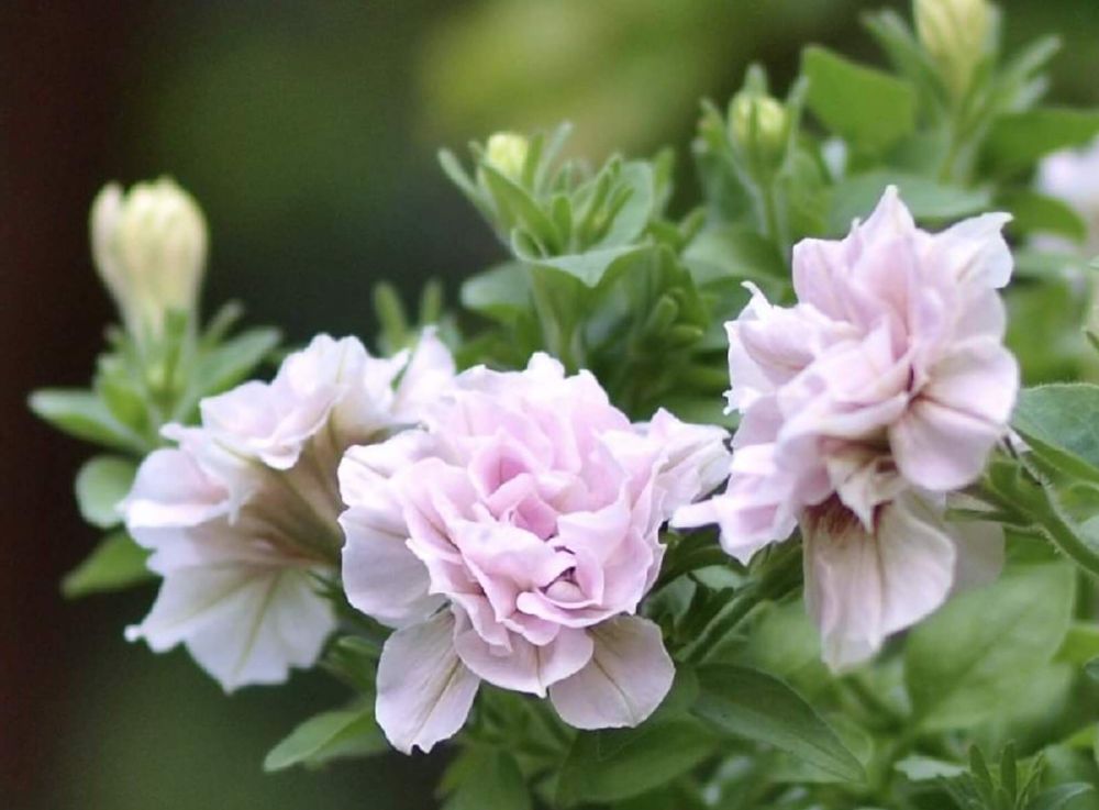 ペチュニア　ホイップマカロン　白　八重咲き