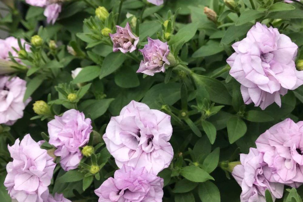 ペチュニア　ギュギュ　薄ピンク