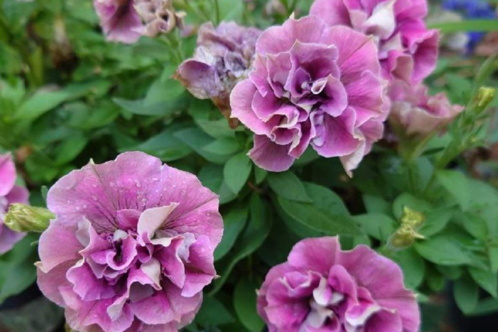 ペチュニア　ジュリエット　ピンク