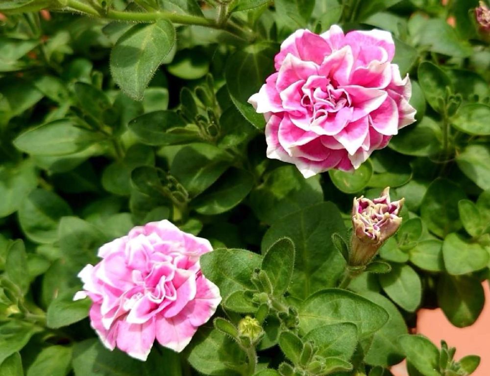 ペチュニア　花衣