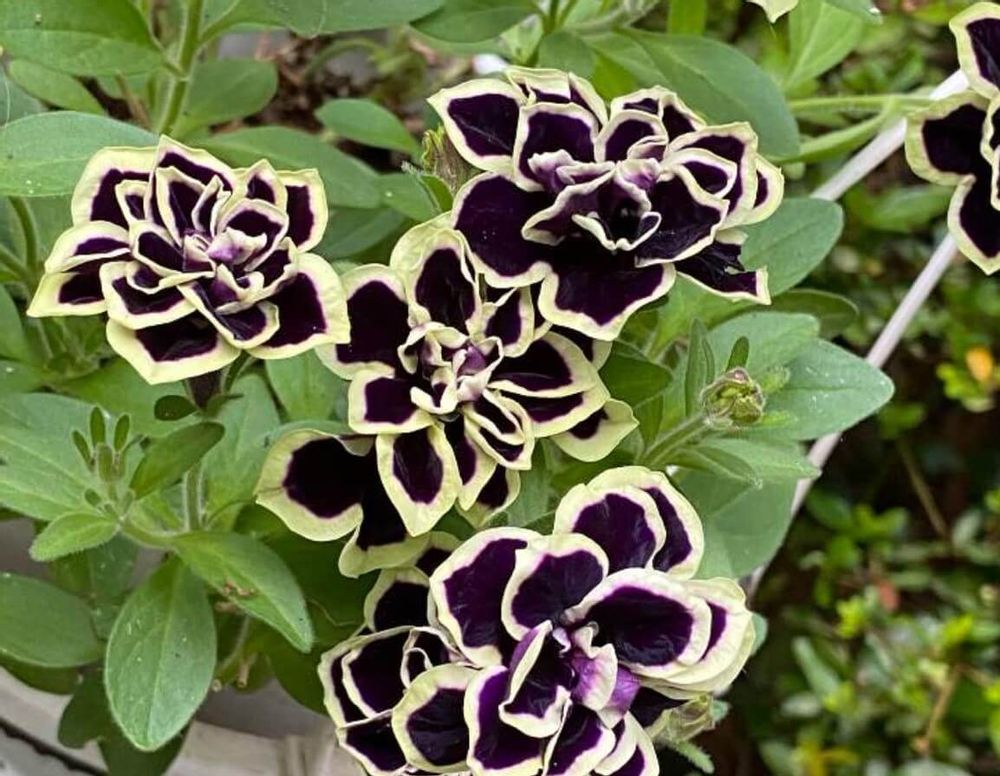 ペチュニア　花衣黒真珠　黒